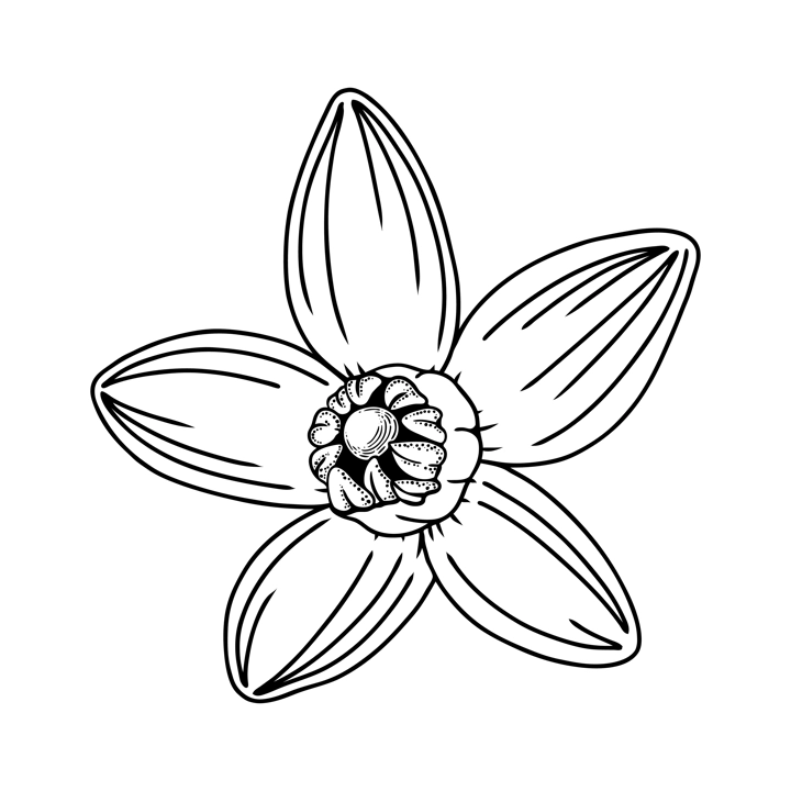 Hand drawn yuzu flower illustration. Floral vector element in engraving style. Sketched citrus fruit flower isolated on white background. Delicate botanical drawing